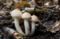 Hygrophorus lindtneri